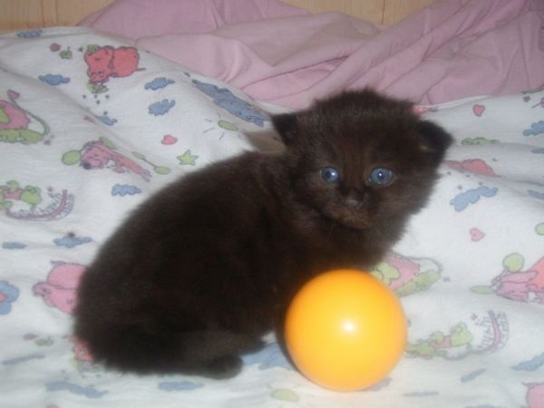 Undercover-Coon´s Curtis Bild 16