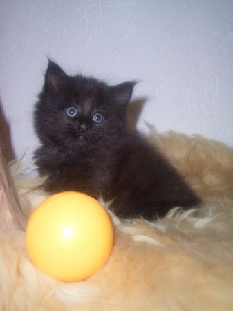 Undercover-Coon´s Curtis Bild 41