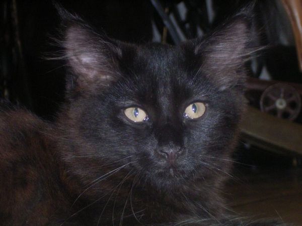 Undercover-Coon´s Curtis Bild 117