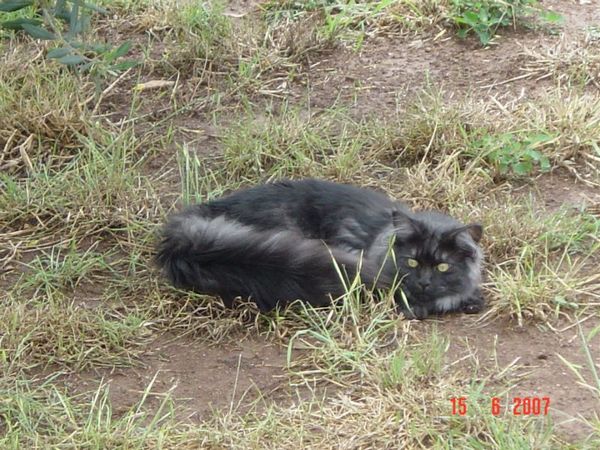 Undercover-Coon´s Curly-Sue Bild 12