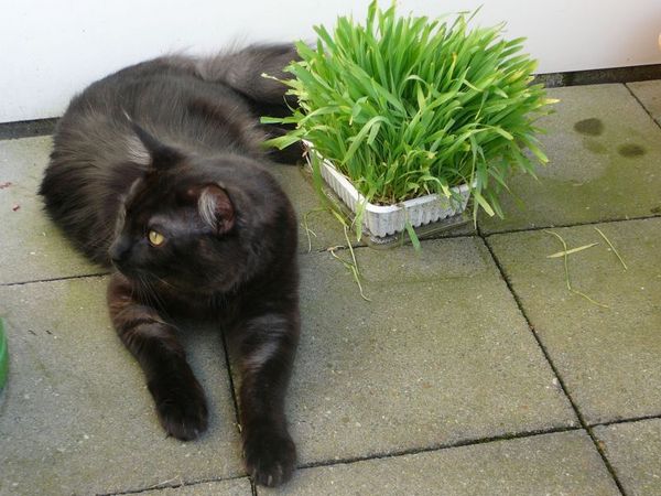Undercover-Coon´s Zito (Carlo) Bild 19
