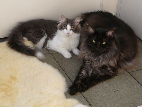 Undercover-Coon´s Zito (Carlo) mit Kumpel Caruso Bild 43