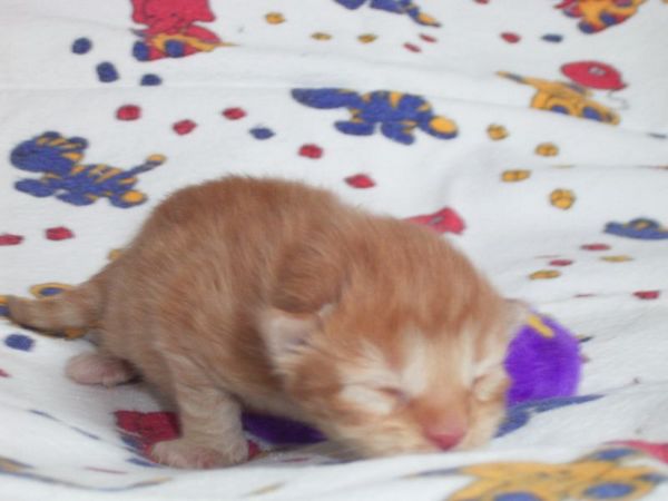 Undercover-Coon´s Dakota Bild 1