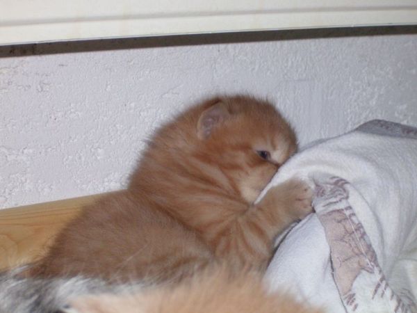 Undercover-Coon´s Dakota Bild 36