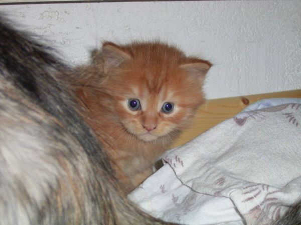 Undercover-Coon´s Dakota Bild 38