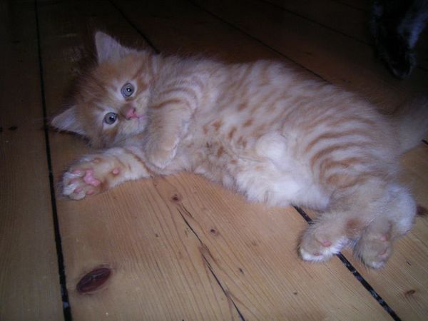 Undercover-Coon´s Dakota Bild 64