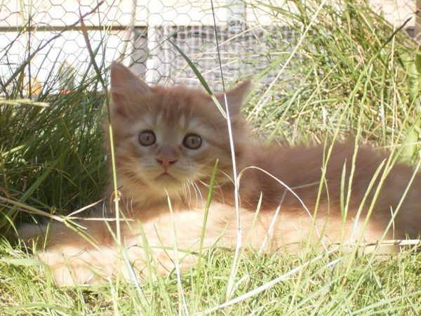 Undercover-Coon´s Dakota Bild 86