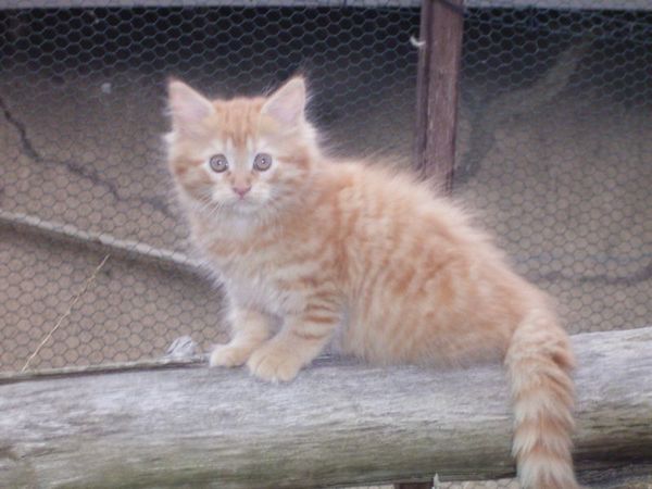 Undercover-Coon´s Dakota Bild 92