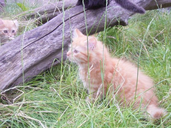 Undercover-Coon´s Dakota Bild 93