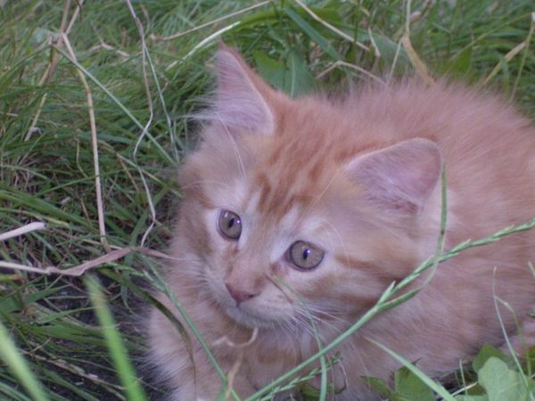 Undercover-Coon´s Dakota Bild 95