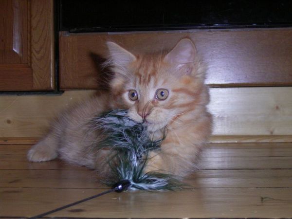 Undercover-Coon´s Dakota Bild 101