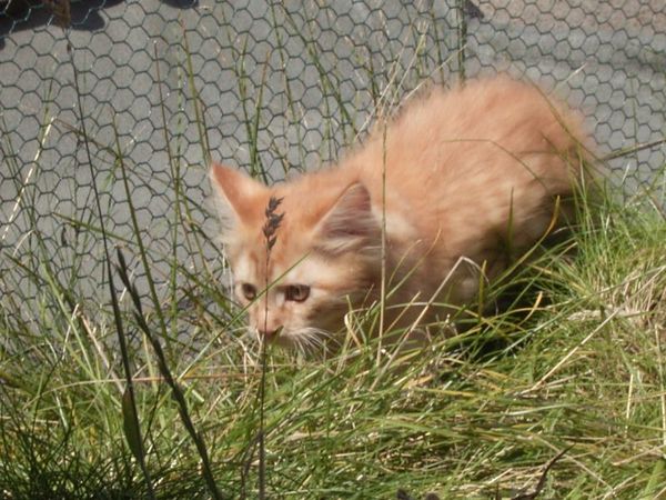 Undercover-Coon´s Dakota Bild 105