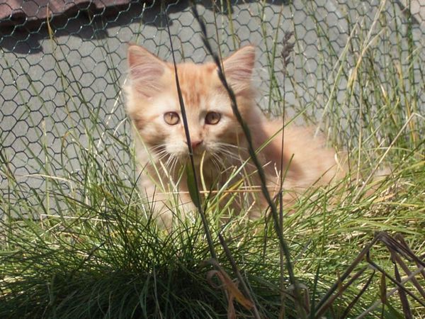 Undercover-Coon´s Dakota Bild 106