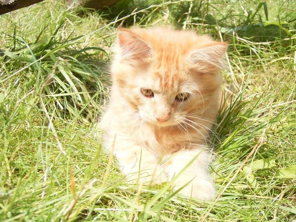 Undercover-Coon´s Dakota Bild 110