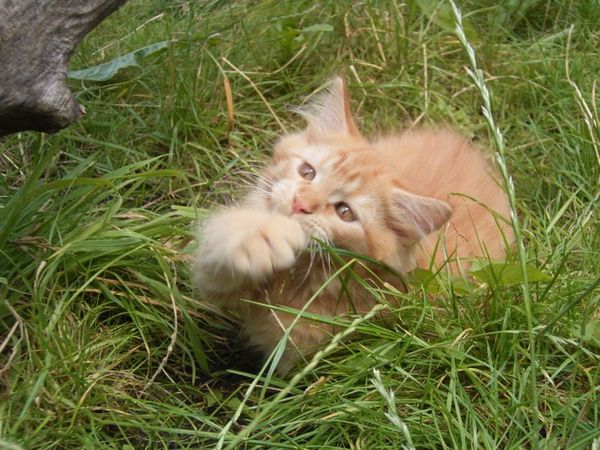 Undercover-Coon´s Dakota Bild 111