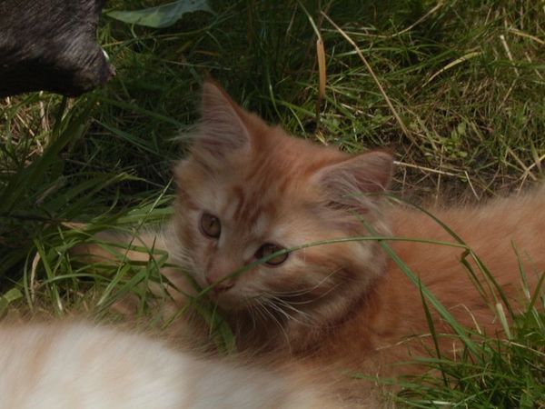 Undercover-Coon´s Dakota Bild 112