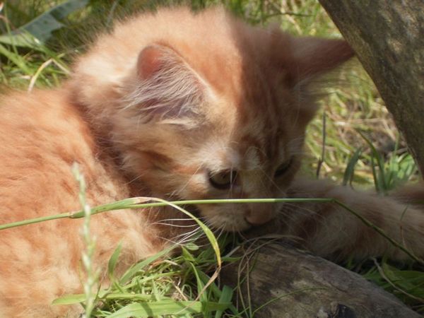 Undercover-Coon´s Dakota Bild 113