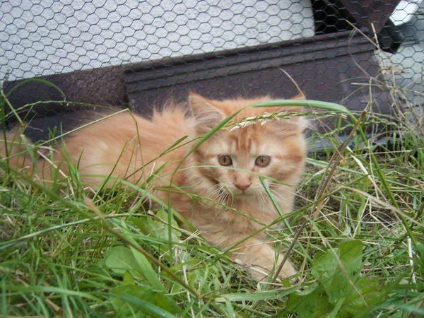 Undercover-Coon´s Dakota Bild 115