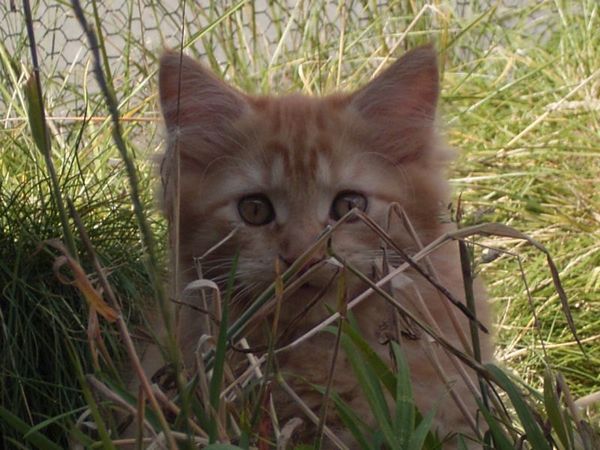 Undercover-Coon´s Dakota Bild 116