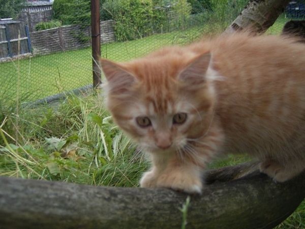 Undercover-Coon´s Dakota Bild 118