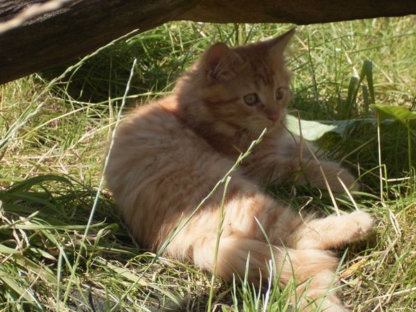 Undercover-Coon´s Dakota Bild 119