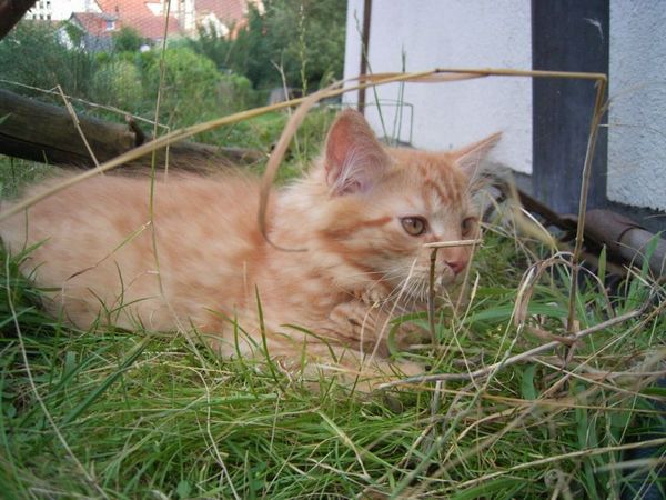 Undercover-Coon´s Dakota Bild 123