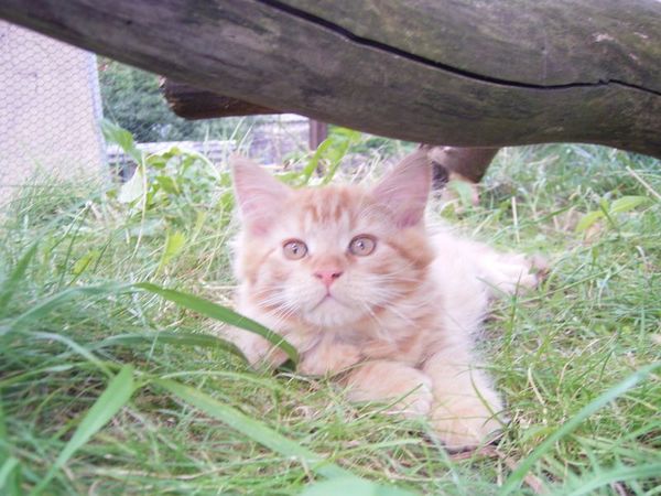 Undercover-Coon´s Dakota Bild 129