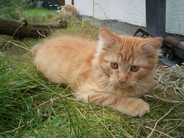 Undercover-Coon´s Dakota Bild 133