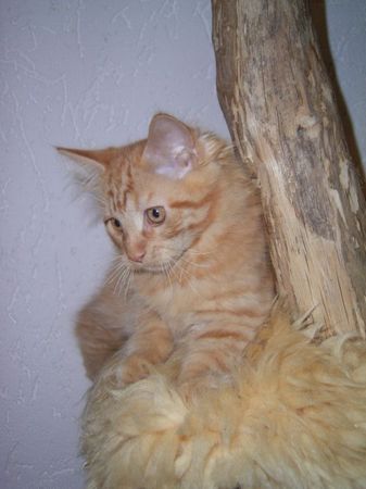 Undercover-Coon´s Dakota Bild 136