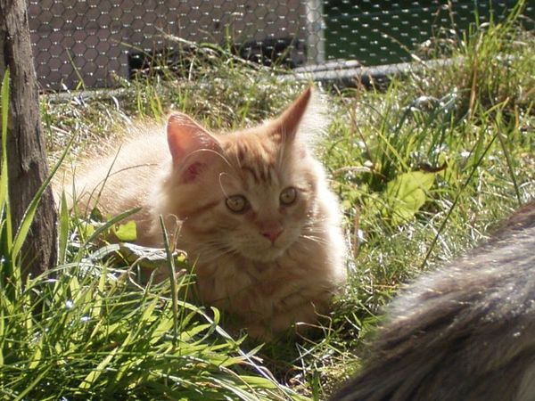 Undercover-Coon´s Dakota Bild 145