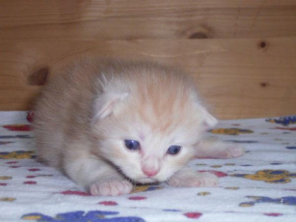 Undercover-Coon´s Dean Bild 18