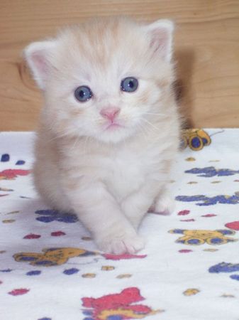 Undercover-Coon´s Dean Bild 26