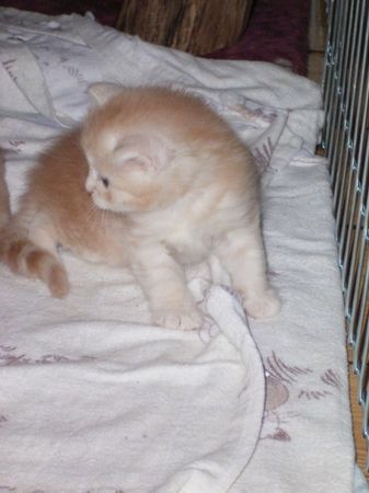 Undercover-Coon´s Dean Bild 36