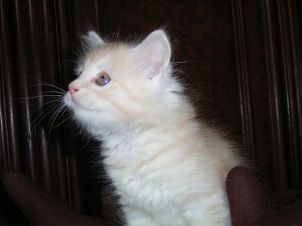 Undercover-Coon´s Dean Bild 61