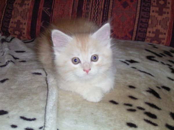 Undercover-Coon´s Dean Bild 66