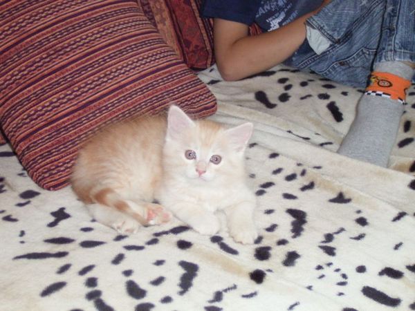 Undercover-Coon´s Dean Bild 68