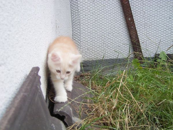 Undercover-Coon´s Dean Bild 80