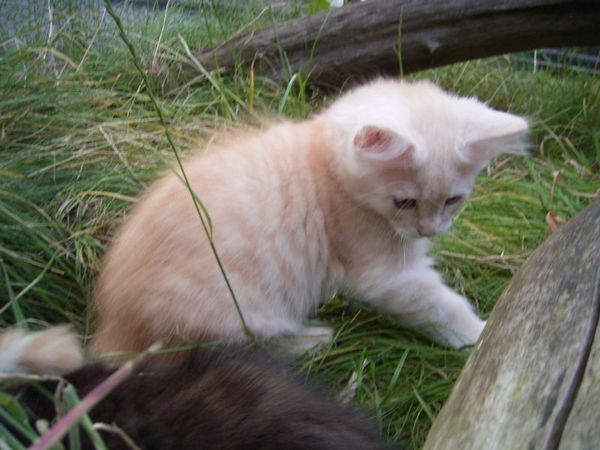 Undercover-Coon´s Dean Bild 89