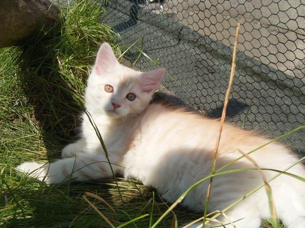 Undercover-Coon´s Dean Bild 102