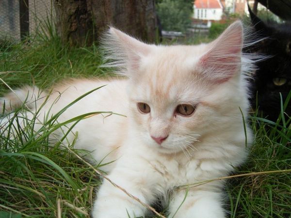 Undercover-Coon´s Dean Bild 117