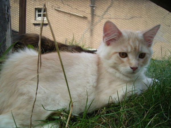 Undercover-Coon´s Dean Bild 135