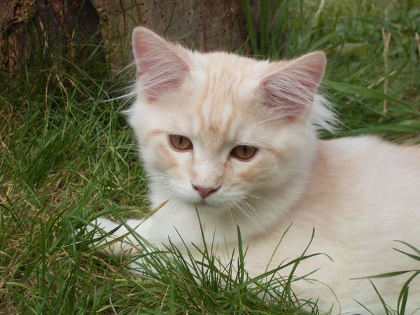 Undercover-Coon´s Dean Bild 142