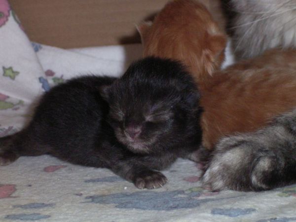 Undercover-Coon´s Donna Bild 2