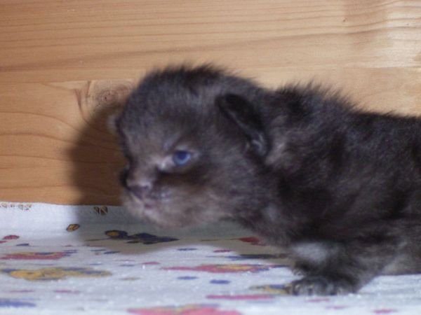 Undercover-Coon´s Donna Bild 5