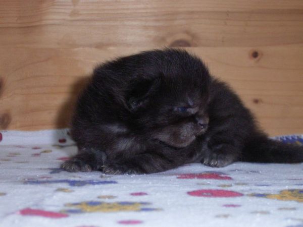 Undercover-Coon´s Donna Bild 6