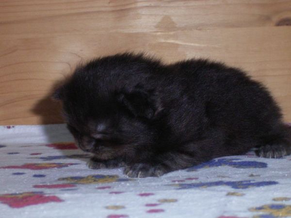 Undercover-Coon´s Donna Bild 7