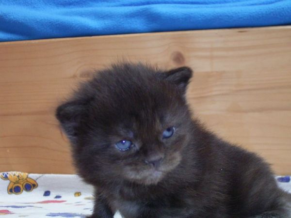 Undercover-Coon´s Donna Bild 9