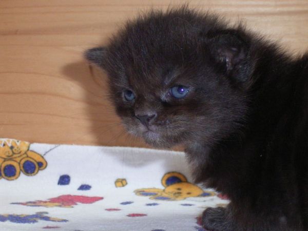 Undercover-Coon´s Donna Bild 12