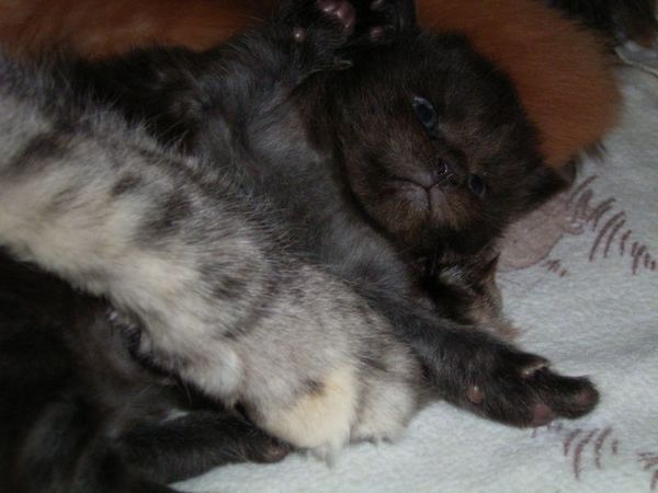 Undercover-Coon´s Donna Bild 21