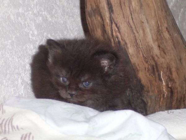 Undercover-Coon´s Donna Bild 26